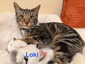 Loki 3 -  Domestic Short Hair Cat for Adoption in Riverside, California - Loki 3 | PetCurious