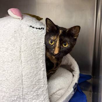 Fiddle -  Domestic Short Hair Cat for Adoption in Beaumont, Texas - Fiddle | PetCurious
