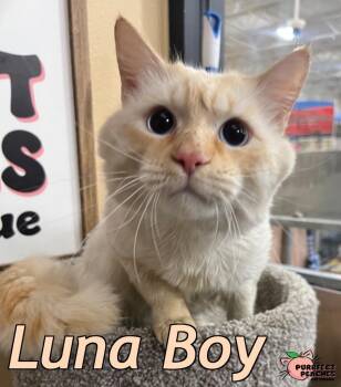 Luna Boy -  Ragdoll and Domestic Long Hair Cat Available for Adoption in Douglasville, Georgia - Luna Boy | PetCurious
