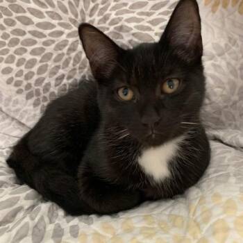 Rescue Domestic Short Hair Cats for Adoption in Clawson, Michigan - Cola | PetCurious