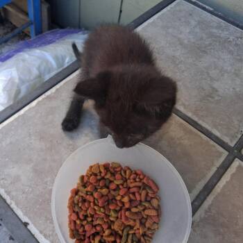 OLIVER -  Domestic Short Hair Cat for Adoption in Richmond, California - OLIVER | PetCurious