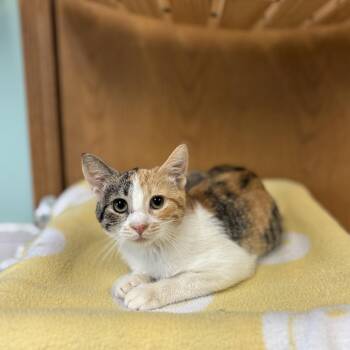Tiptoe***ADOPTION PENDING*** -  Domestic Short Hair Cat for Adoption in Fargo, North Dakota - Tiptoe***ADOPTION PENDING*** | PetCurious
