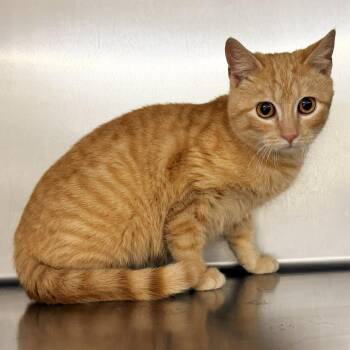 Domestic Short Hair Cats Available for Adoption - Belize | PetCurious