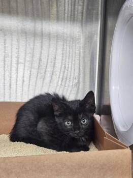 Sincere -  Domestic Short Hair Cat for Adoption in West Chester, Pennsylvania - Sincere | PetCurious
