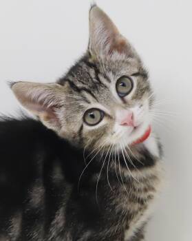 China is a smushy cuddly cutie - loves her sis Sterling -  Tabby and Bengal Cat for Adoption in Bedford Hills, New York - China Is A Smushy Cuddly Cutie - Loves Her Sis Sterling | PetCurious