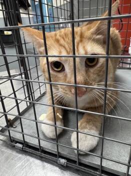 Domestic Short Hair Cats Available for Adoption in Las Vegas, Nevada - TROUBLE | PetCurious