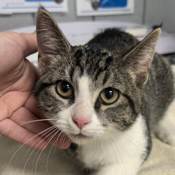 Rescue Domestic Short Hair Cats for Adoption in West Olive, Michigan - Apple Pie | PetCurious