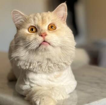 Shams B -  British Longhair and Maine Coon Cat for Adoption in Brampton, Ontario - Shams B | PetCurious