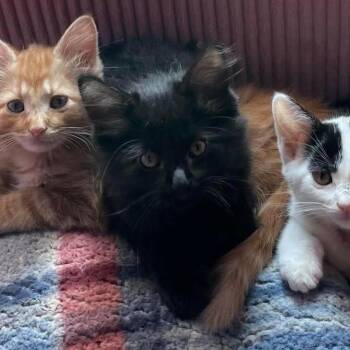 Pluto -  Domestic Long Hair Cat for Adoption in Chicago, Illinois - Pluto | PetCurious