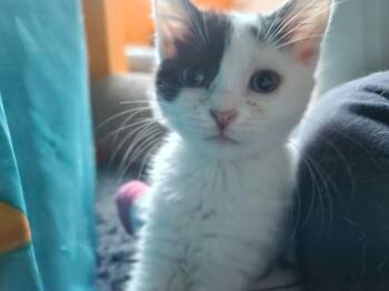 Winnie -  Domestic Medium Hair Cat Available for Adoption in Brainardsvle, New York - Winnie | PetCurious