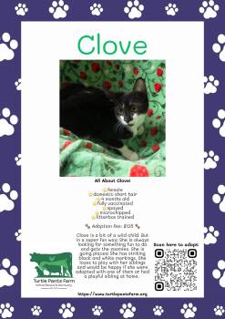 Clove -  Domestic Short Hair Cat for Adoption in Pittsboro, North Carolina - Clove | PetCurious
