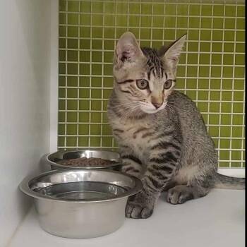 Baylor -  Domestic Short Hair Cat for Adoption in Meridian, Idaho - Baylor | PetCurious