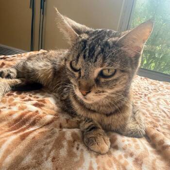 Gimpy -  Domestic Short Hair Cat for Adoption in Corinth, Mississippi - Gimpy | PetCurious