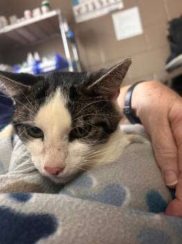 Denny -  Domestic Short Hair Cat for Adoption in New Cumberland, West Virginia - Denny | PetCurious