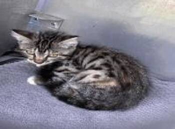 Missy -  Domestic Short Hair Cat for Adoption in Largo, Florida - Missy | PetCurious
