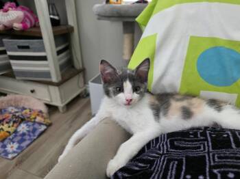 Rose Summergarden -  Domestic Short Hair and Calico Cat for Adoption in Chandler, Arizona - Rose Summergarden | PetCurious