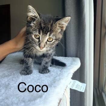 Coco -  Domestic Short Hair Cat for Adoption in Ferndale, Michigan - Coco | PetCurious