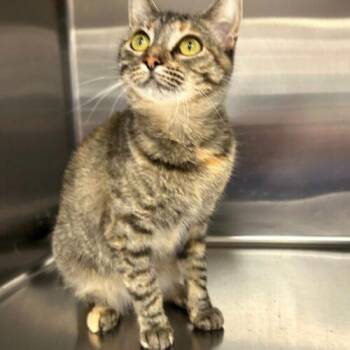 Misty -  Domestic Short Hair Cat for Adoption in Burlington, Iowa - Misty | PetCurious