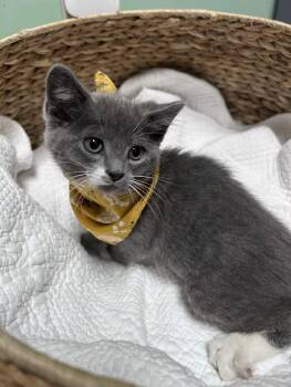 Brussel Sprout -  Domestic Short Hair Cat Available for Adoption in Greensboro, North Carolina - Brussel Sprout | PetCurious