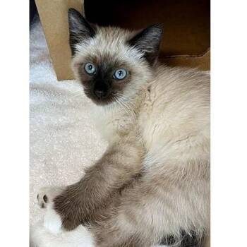 Ollie -  Snowshoe Cat for Adoption in Millcreek, Utah - Ollie | PetCurious