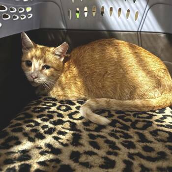 Pennie -  Domestic Short Hair Cat for Adoption in Minneapolis, Minnesota - Pennie | PetCurious