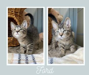 Rescue Domestic Short Hair Cats for Adoption in Pierceton, Indiana - Ford | PetCurious