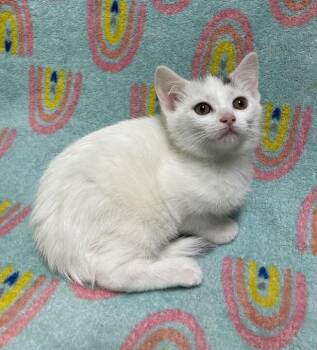Domestic Short Hair Cats Available for Adoption in Jackson, Michigan - Moe | PetCurious