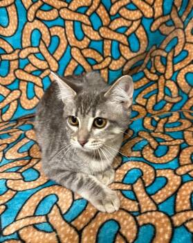 Marigold -  Tabby Cat for Adoption in Newberg, Oregon - Marigold | PetCurious