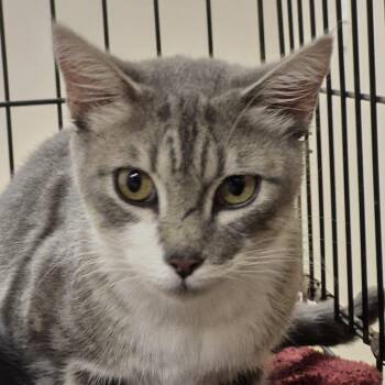 Rescue Domestic Short Hair Cats for Adoption in Eureka Springs, Arkansas - Toolkit | PetCurious