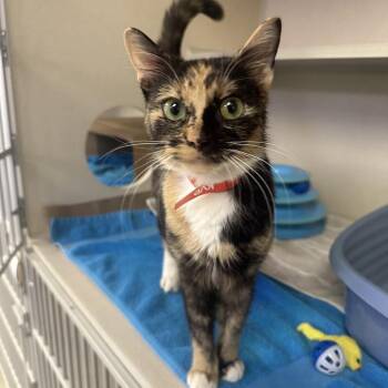 Domestic Short Hair Cats Available for Adoption - Honey | PetCurious