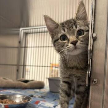 Beans -  Domestic Short Hair Cat for Adoption in Allen, Texas - Beans | PetCurious