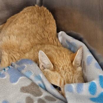 Rescue Domestic Short Hair Cats for Adoption in Gloucester, Virginia - Flubber | PetCurious