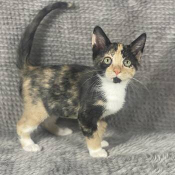 Triple Sec - Andrea foster -  Domestic Short Hair Cat for Adoption in Social Circle, Georgia - Triple Sec - Andrea Foster | PetCurious