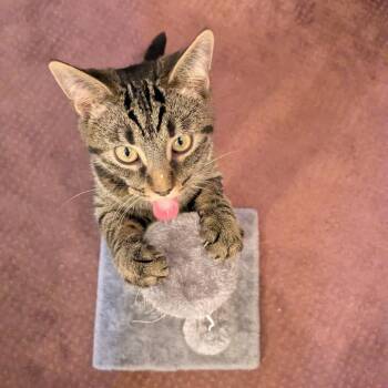 Alena -  Domestic Short Hair Cat for Adoption in Gibsonia, Pennsylvania - Alena | PetCurious