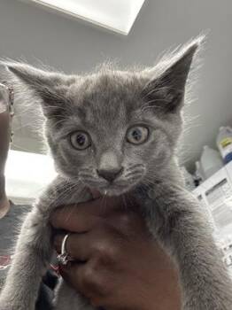 Dorinda -  Domestic Short Hair Cat for Adoption in West Chester, Pennsylvania - Dorinda | PetCurious