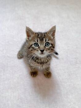 Tabby Cats Available for Adoption in New Orleans, Louisiana - Liam | PetCurious