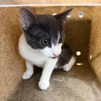 Aloe -  Domestic Short Hair Cat for Adoption in Philadelphia, Pennsylvania - Aloe | PetCurious