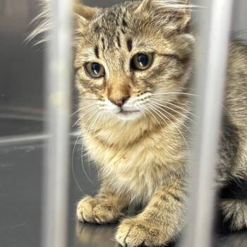 Amira -  Domestic Short Hair Cat for Adoption in Taos, New Mexico - Amira | PetCurious