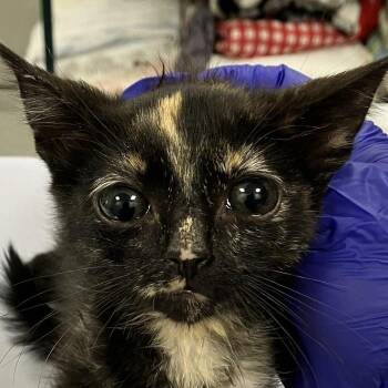 Mama -  Domestic Short Hair Cat for Adoption in Las Cruces, New Mexico - Mama | PetCurious
