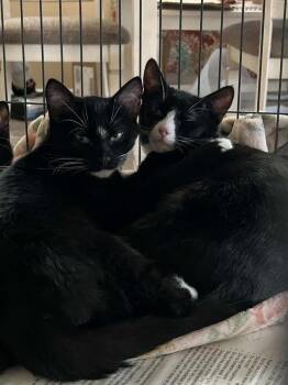 Fruit Bat -  Domestic Short Hair Cat for Adoption in Tucson, Arizona - Fruit Bat | PetCurious