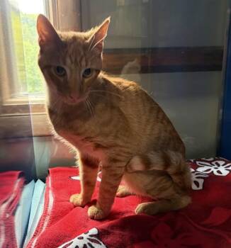 WEASLEY -  Domestic Short Hair Cat for Adoption in Westminster, Maryland - WEASLEY | PetCurious