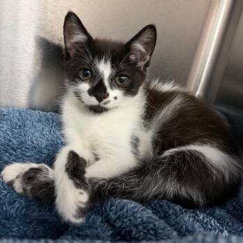 Piedmont 28555 -  Domestic Short Hair Cat for Adoption in Middleburg, Florida - Piedmont 28555 | PetCurious