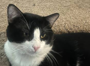 Buster -  Domestic Short Hair and Tuxedo Cat for Adoption in Lubbock, Texas - Buster | PetCurious