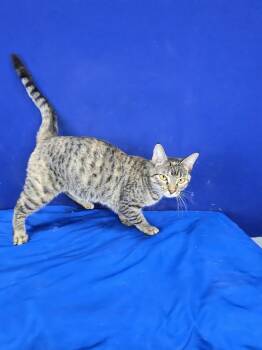 American Shorthair Cats Available for Adoption - Waffle | PetCurious