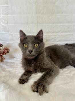 Rescue Domestic Short Hair Cats for Adoption in Englewood, Florida - Vaughn | PetCurious