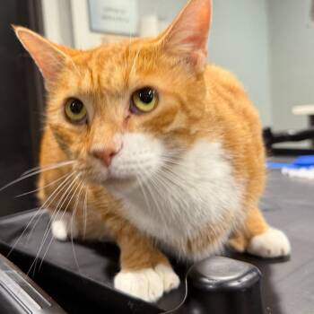 Strudel -  Domestic Short Hair Cat for Adoption in Tampa, Florida - Strudel | PetCurious