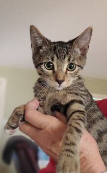 Rescue Domestic Short Hair Cats for Adoption in Dallas, Texas - Pip 9749 | PetCurious