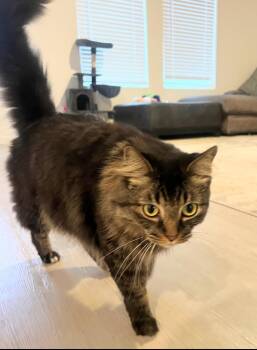 Domestic Long Hair and Maine Coon Cats Available for Adoption in Cleburne, Texas - Cookie | PetCurious
