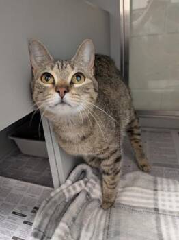 Domestic Short Hair Cats Available for Adoption in Louisburg, North Carolina - Morgana | PetCurious