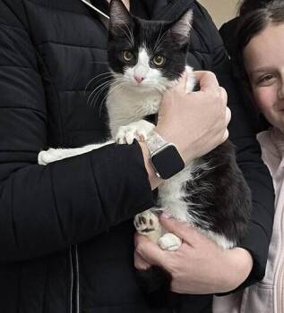 Domestic Short Hair Cats Available for Adoption - Lenny | PetCurious